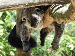 Binturong