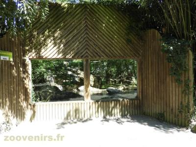 Tigre de Sumatra - 2016