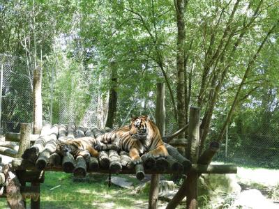 Tigre de Sumatra - 2016