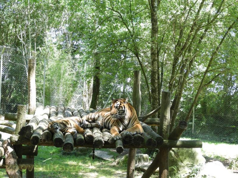 Tigre de Sumatra