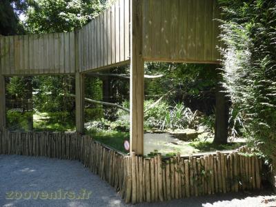 Panthére longibande - 2016