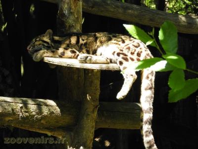 Panthére longibande - 2016