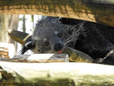 Binturong - 2016