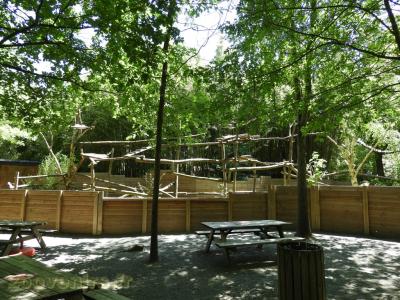 Coati à nez blanc - 2016