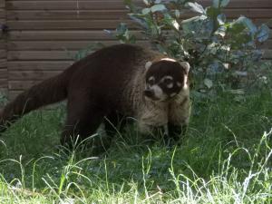 Coati à nez blanc