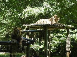 Lion d'Asie