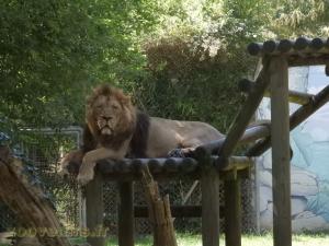 Lion d'Asie