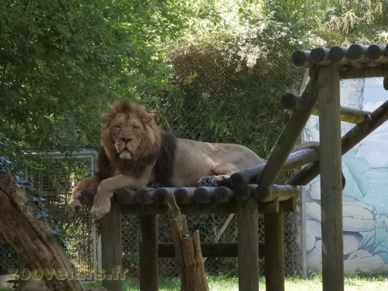 Lion d'Asie
