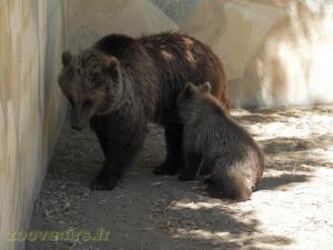 Ours brun