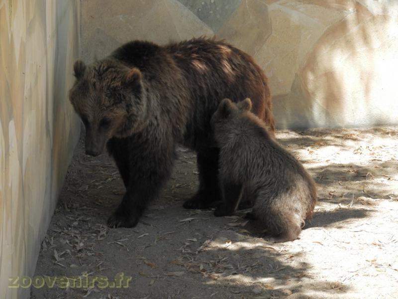 Ours brun