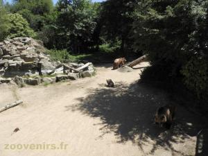 Ours brun