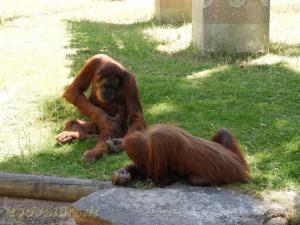 Orang-Outang