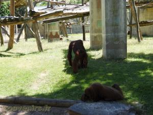 Orang-Outang