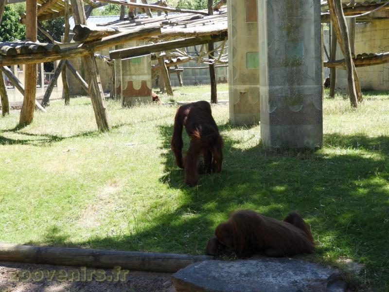 Orang-Outang