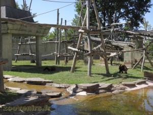 Loutre d'Asie - Orang-Outang - Gibbon à mains blanches 
