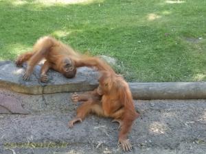 Orang-Outang