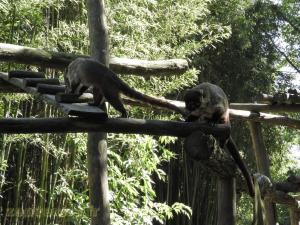 Coati à nez blanc