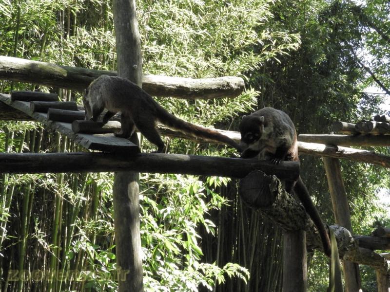Coati à nez blanc