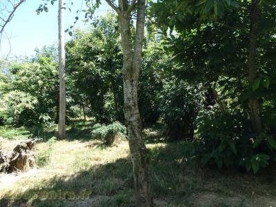 Loup du Canada - Loup de l’Alaska - 2016