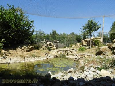 Panthère des neiges - 2016