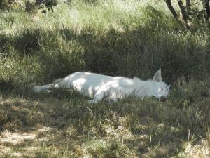 Loup de l’Alaska