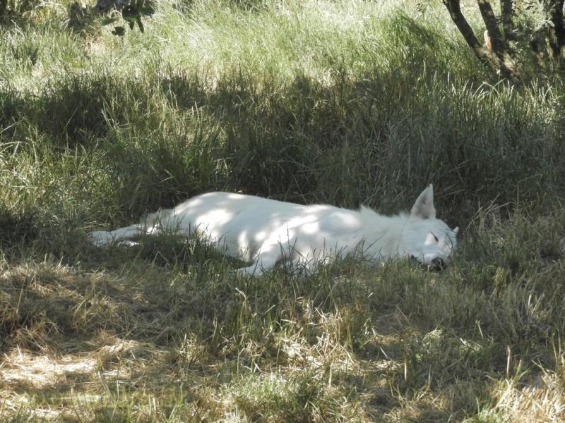 Loup de l’Alaska