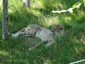 Guépard