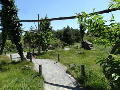 Maki catta - Vari noir et blanc - Vari roux - 2016