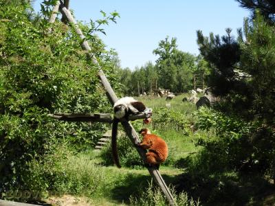 Vari noir et blanc - Vari roux - 2016