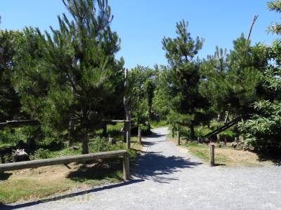 Maki catta - Vari noir et blanc - Vari roux - 2016