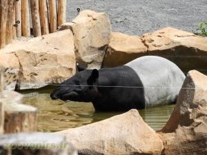 Tapir malais