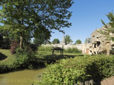 Gorille - Colobe guéréza - 2016