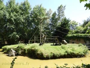 Siamang