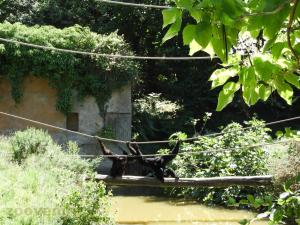 Siamang