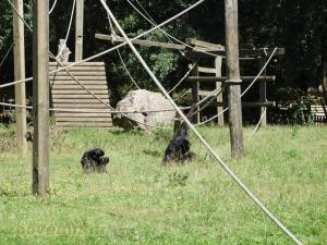 Siamang