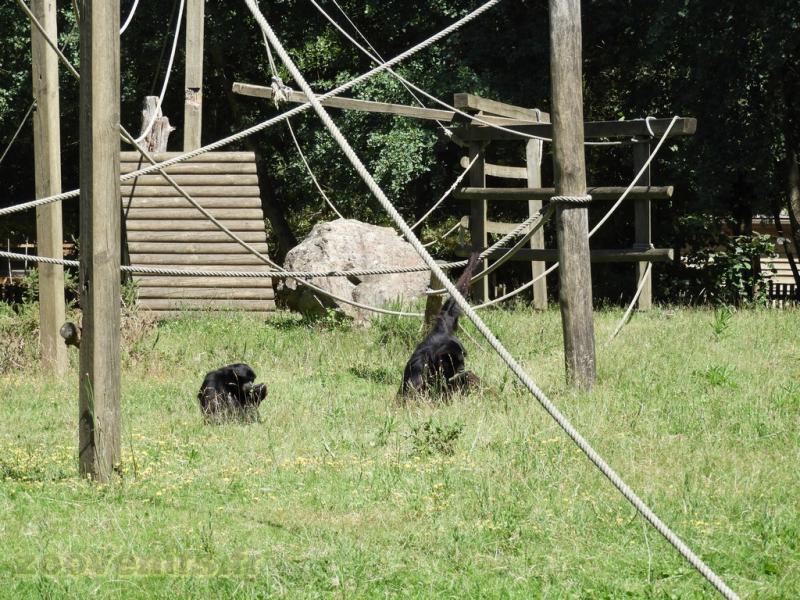 Siamang