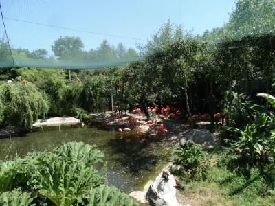 Flamant de Cuba - 2016