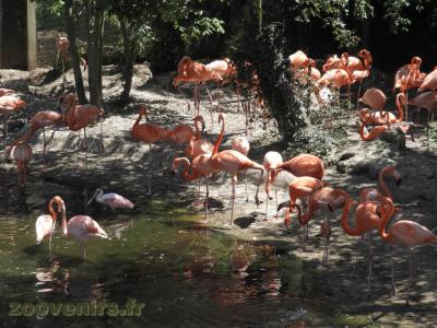 Flamant de Cuba - 2016