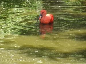 Ibis rouge