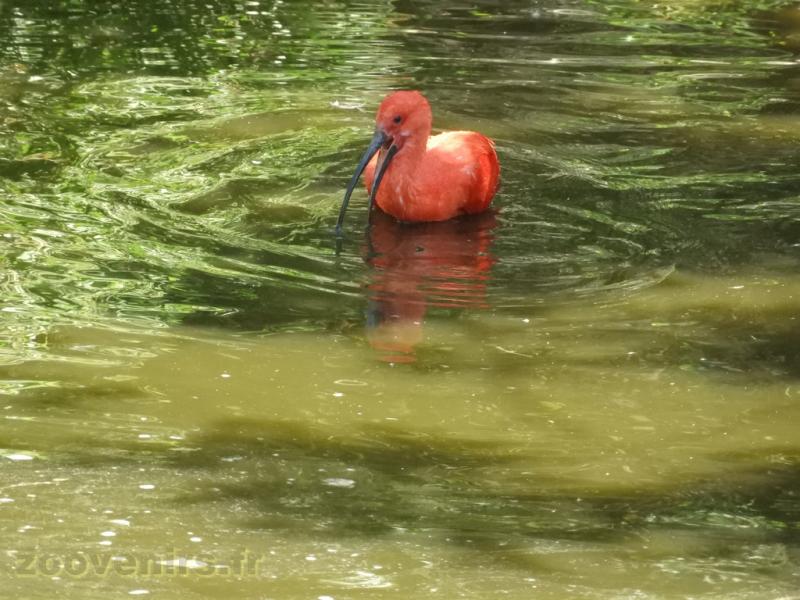 Ibis rouge