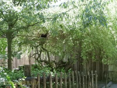 Tamarin lion à tête doré - 2016