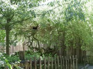 Tamarin lion à tête doré