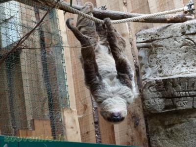 Paresseux à deux doigts - 2016