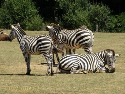 Zèbre de Grant - 2016