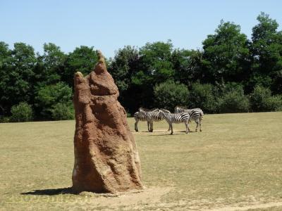 Zèbre de Grant - 2016