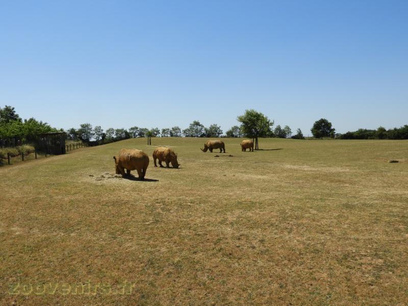 Rhinocéros blanc