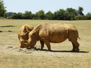 Rhinocéros blanc