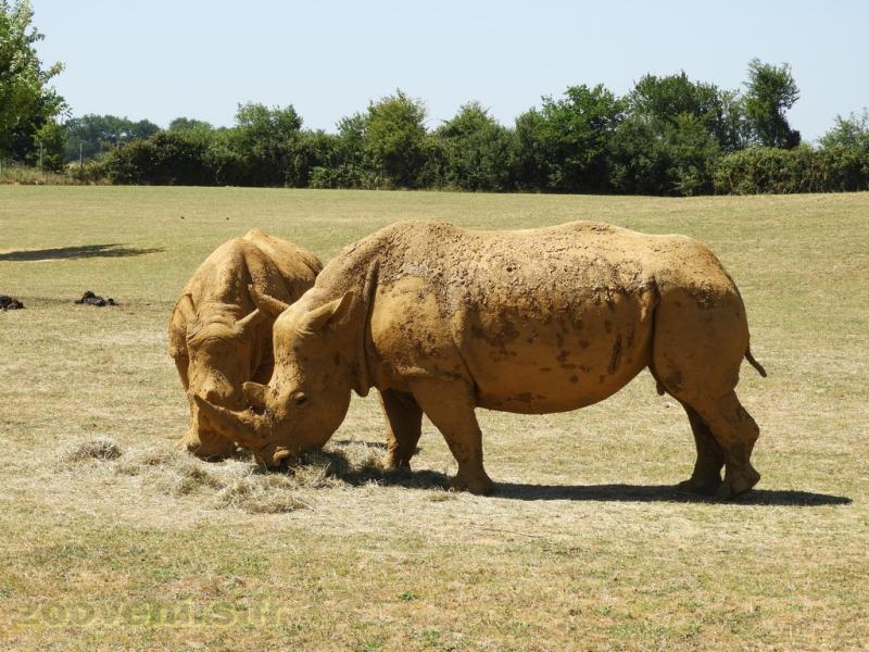 Rhinocéros blanc