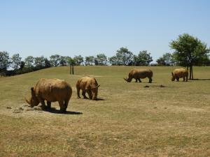 Rhinocéros blanc