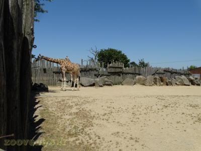 Girafe de Rothschild - 2016